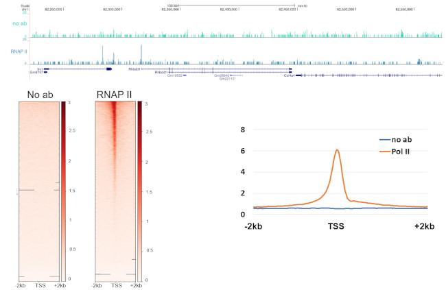 Phospho-RNA pol II CTD (Ser2) Antibody in CUT&RUN (C&R)