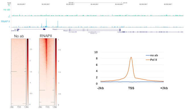 Phospho-RNA pol II CTD (Ser5) Antibody in CUT&RUN (C&R)