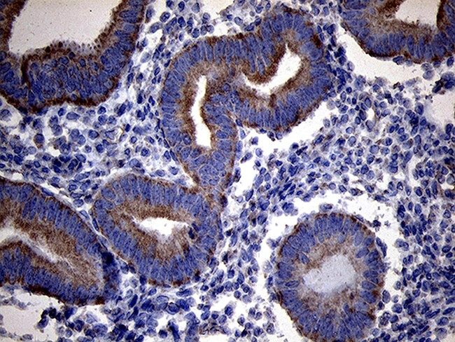 RNASE11 Antibody in Immunohistochemistry (Paraffin) (IHC (P))