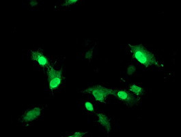 RNF113B Antibody in Immunocytochemistry (ICC/IF)