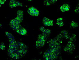 RNF144B Antibody in Immunocytochemistry (ICC/IF)