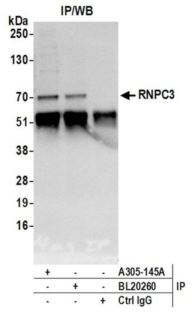 RNPC3 Antibody in Immunoprecipitation (IP)