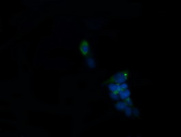 ROMO1 Antibody in Immunocytochemistry (ICC/IF)