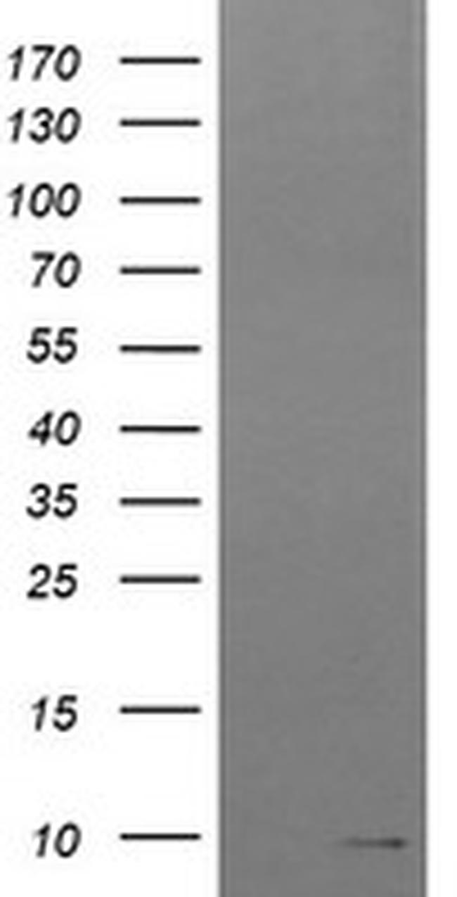 ROMO1 Antibody in Western Blot (WB)