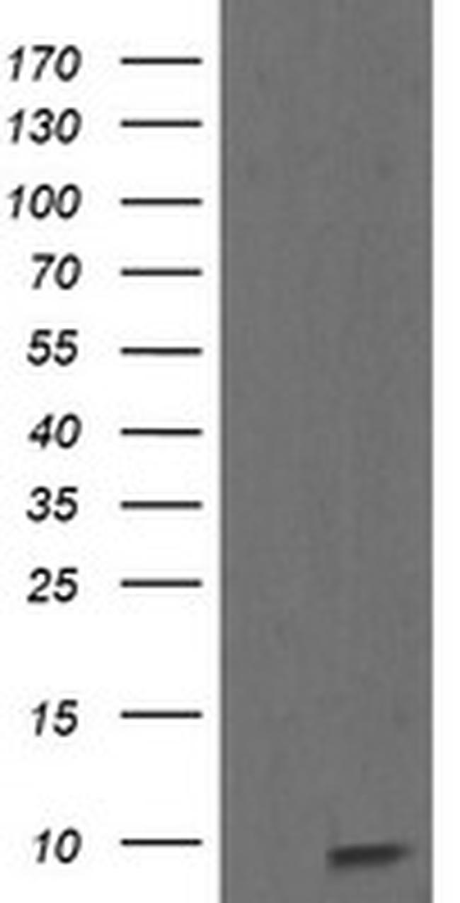 ROMO1 Antibody in Western Blot (WB)