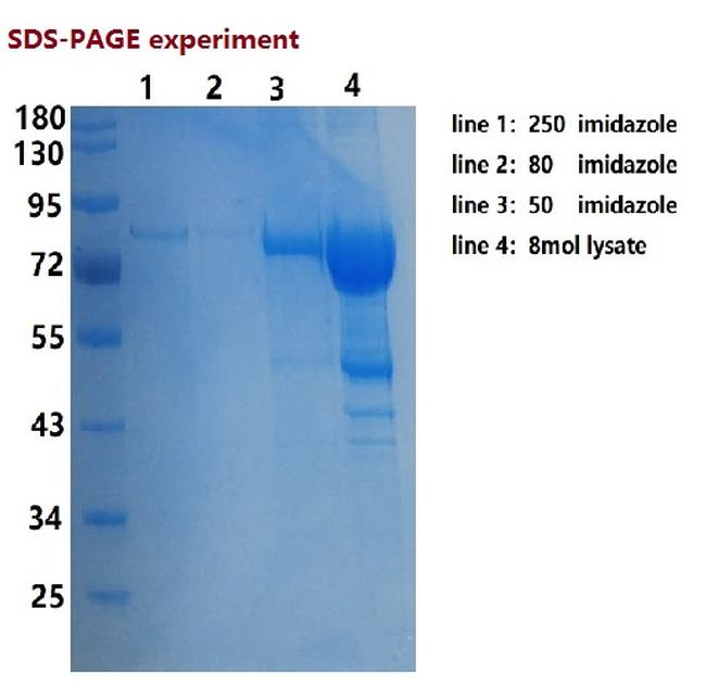 Invitrogen™ ERCC ExFold RNA Spike-In Mixes