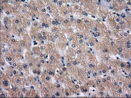 RPA2 Antibody in Immunohistochemistry (Paraffin) (IHC (P))