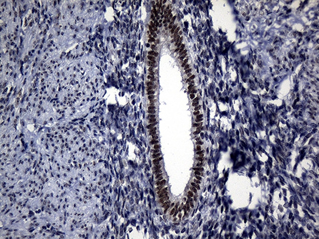 RPAIN Antibody in Immunohistochemistry (Paraffin) (IHC (P))