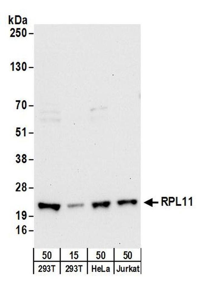 RPL11 Antibody in Western Blot (WB)