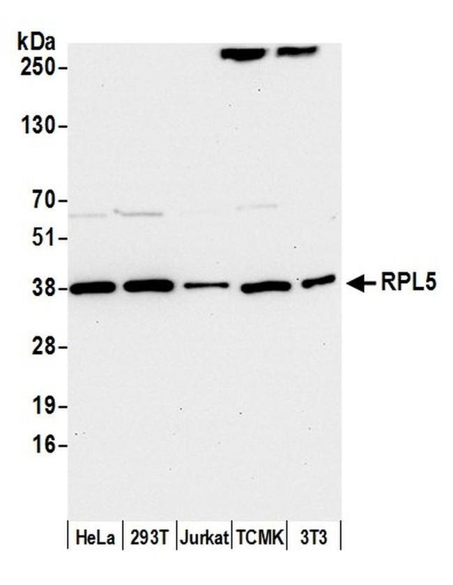 Rpl5 Polyclonal Antibody A303 933a T 1669
