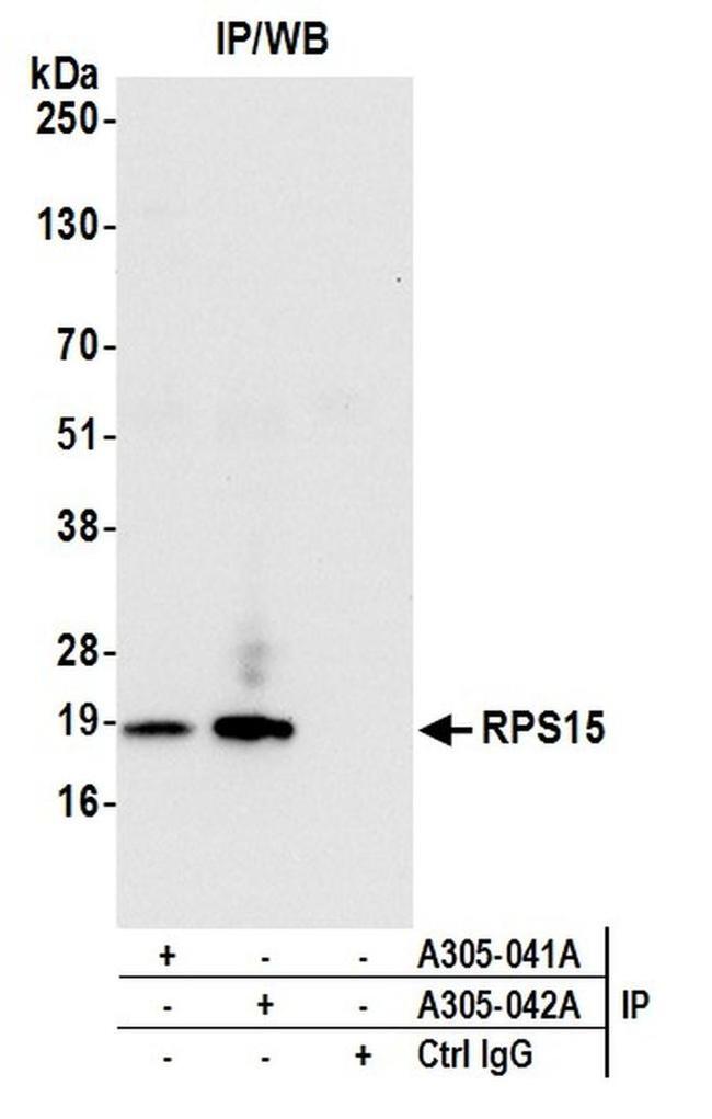 RPS15/Ribosomal Protein S15 Antibody in Western Blot (WB)