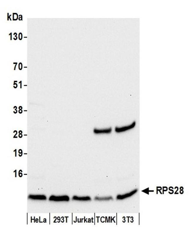 RPS28/Ribosomal Protein S28 Antibody in Western Blot (WB)