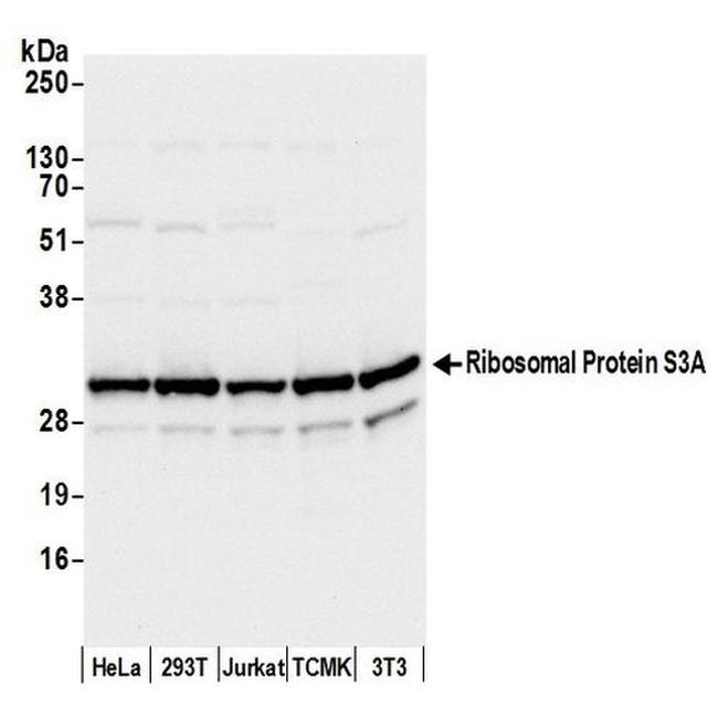 Ribosomal Protein S3A/RPS3A Antibody in Western Blot (WB)