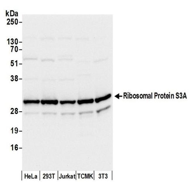 Ribosomal Protein S3A/RPS3A Antibody in Western Blot (WB)