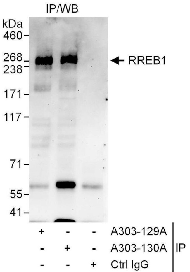 RREB1 Antibody in Immunoprecipitation (IP)