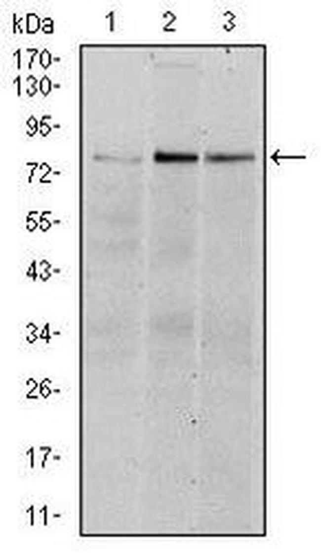 RSK2 Antibody in Western Blot (WB)