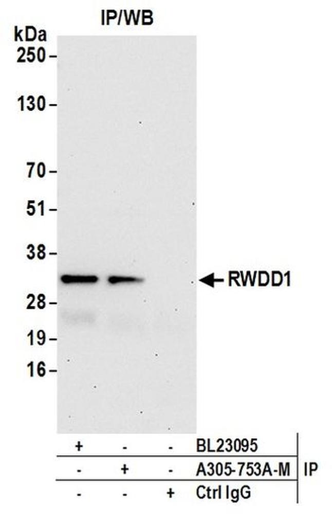 RWDD1 Antibody in Western Blot (WB)