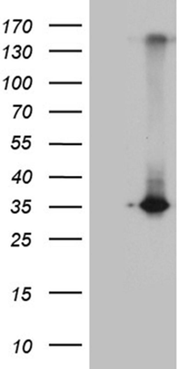 RWDD3 Antibody in Western Blot (WB)