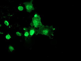 RYBP Antibody in Immunocytochemistry (ICC/IF)