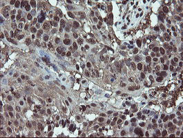 RYBP Antibody in Immunohistochemistry (Paraffin) (IHC (P))