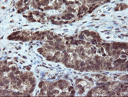 RYBP Antibody in Immunohistochemistry (Paraffin) (IHC (P))