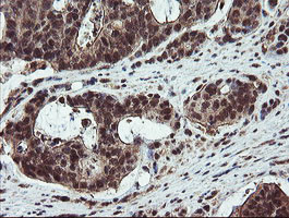 RYBP Antibody in Immunohistochemistry (Paraffin) (IHC (P))