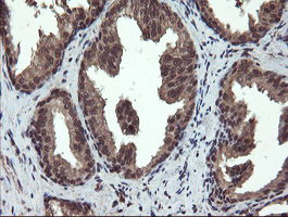 RYBP Antibody in Immunohistochemistry (Paraffin) (IHC (P))