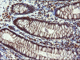 RYBP Antibody in Immunohistochemistry (Paraffin) (IHC (P))