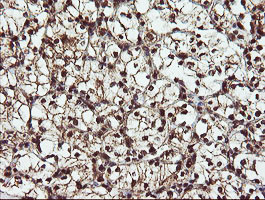 RYBP Antibody in Immunohistochemistry (Paraffin) (IHC (P))