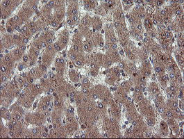 RYBP Antibody in Immunohistochemistry (Paraffin) (IHC (P))