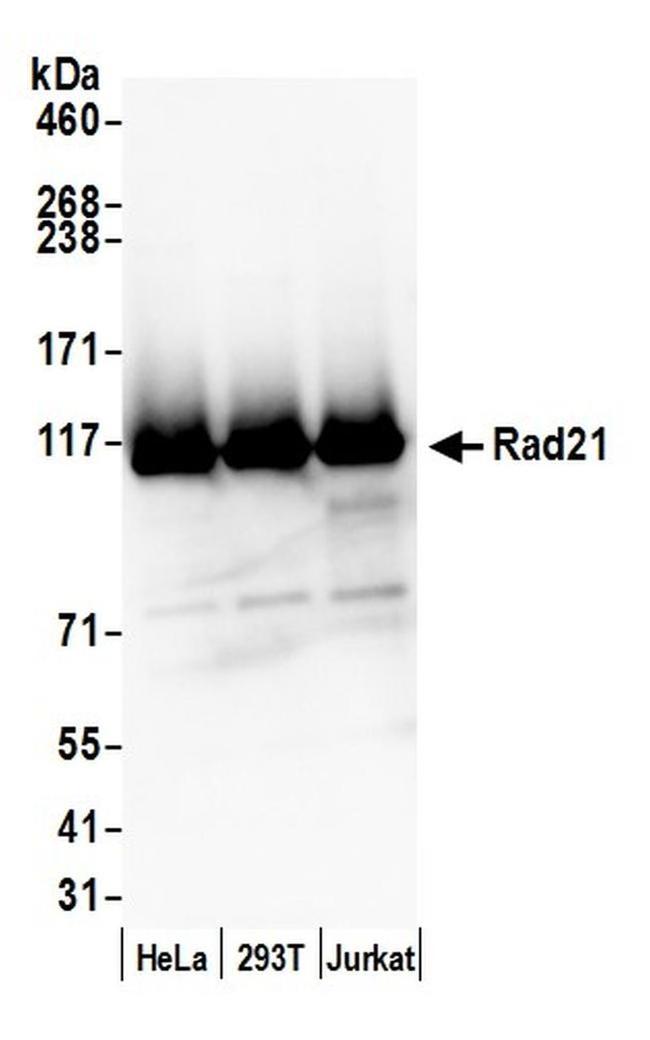 Rad21 Antibody in Western Blot (WB)