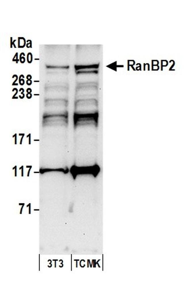 RanBP2 Antibody in Western Blot (WB)