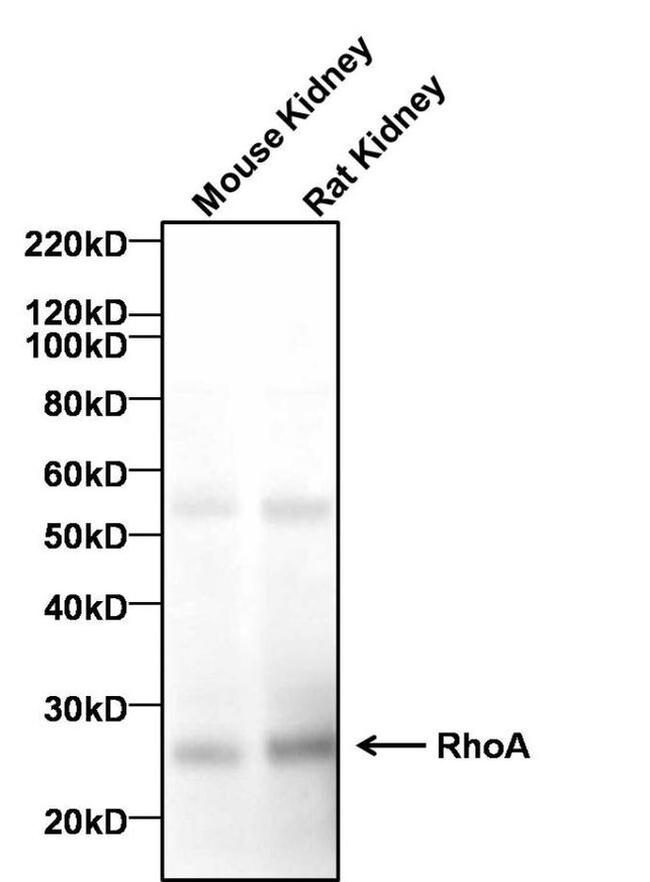 RhoA Antibody in Western Blot (WB)