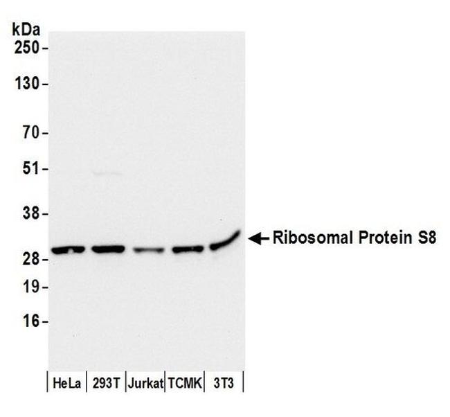 Ribosomal Protein S8/RPS8 Antibody in Western Blot (WB)
