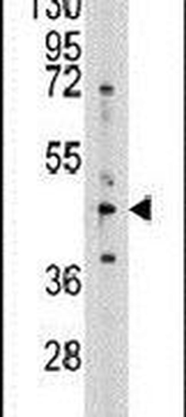 AHCY Antibody in Western Blot (WB)