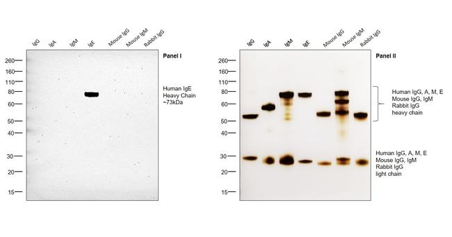 Human IgE Secondary Antibody in Western Blot (WB)