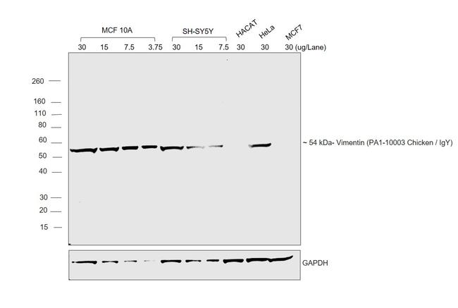 Chicken IgY (H+L) Secondary Antibody in Western Blot (WB)