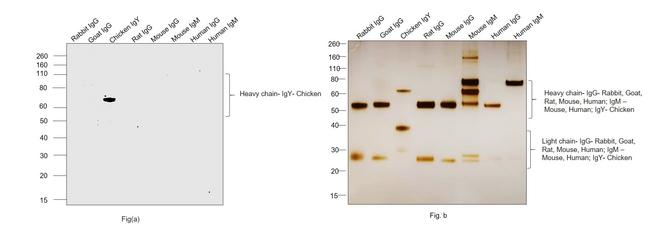 Chicken IgY (H+L) Secondary Antibody in Western Blot (WB)