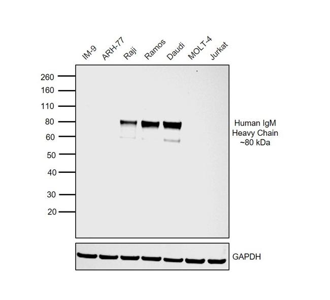 Human IgM Secondary Antibody in Western Blot (WB)