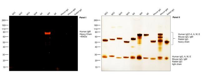 Human IgM Cross-Adsorbed Secondary Antibody in Western Blot (WB)