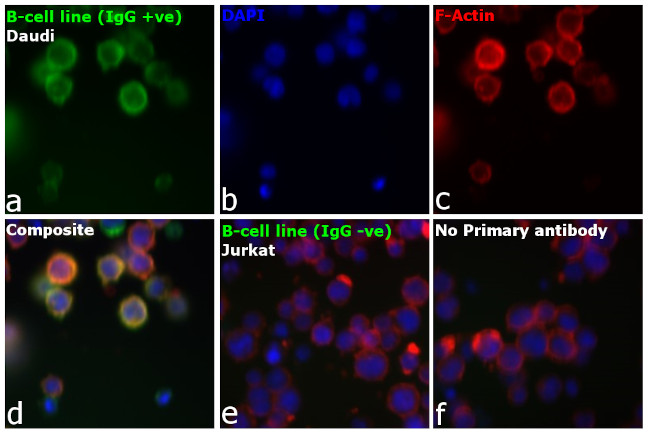 Human IgG (H+L) Cross-Adsorbed Secondary Antibody in Immunocytochemistry (ICC/IF)