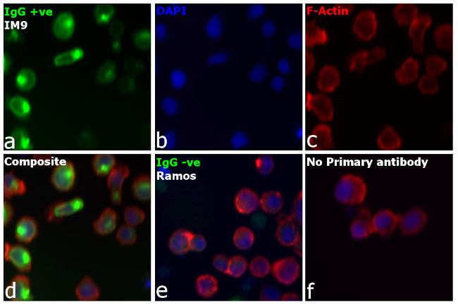 Human IgG (H+L) Cross-Adsorbed Secondary Antibody in Immunocytochemistry (ICC/IF)