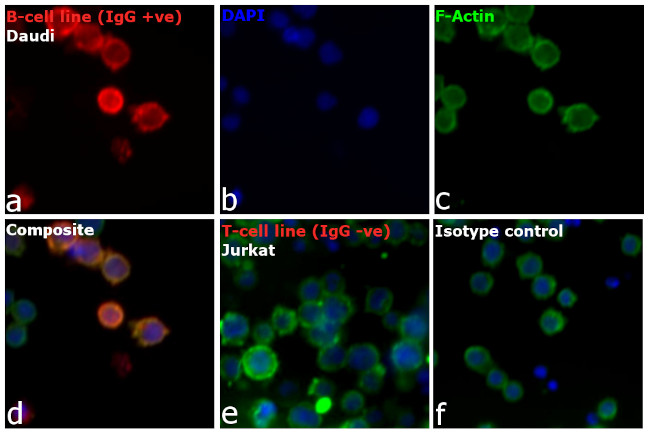 Human IgG (H+L) Cross-Adsorbed Secondary Antibody in Immunocytochemistry (ICC/IF)