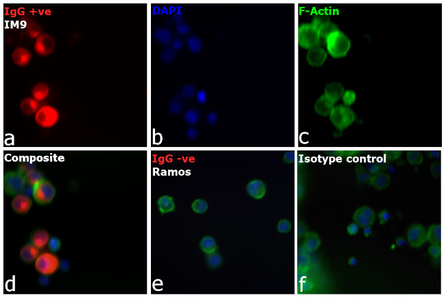 Human IgG (H+L) Cross-Adsorbed Secondary Antibody in Immunocytochemistry (ICC/IF)