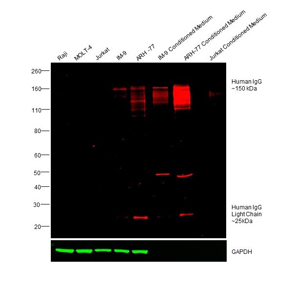 Human IgG (H+L) Cross-Adsorbed Secondary Antibody