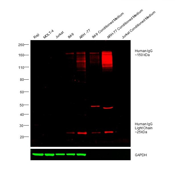 Human IgG (H+L) Cross-Adsorbed Secondary Antibody