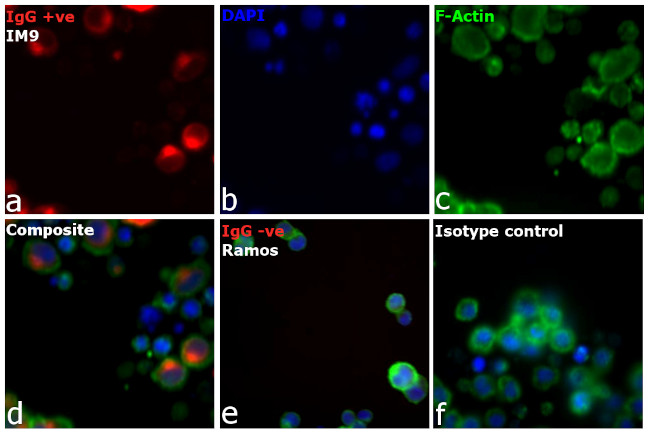 Human IgG (H+L) Cross-Adsorbed Secondary Antibody