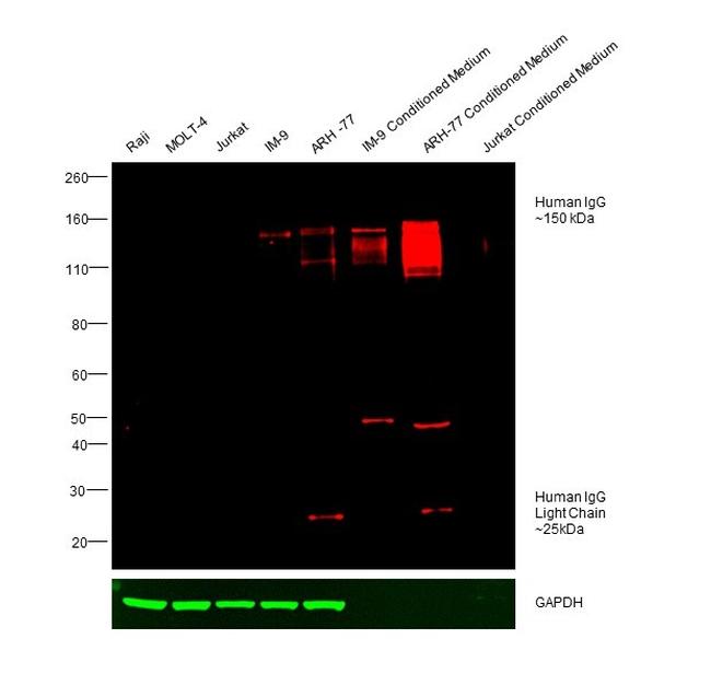 Human IgG (H+L) Cross-Adsorbed Secondary Antibody in Western Blot (WB)