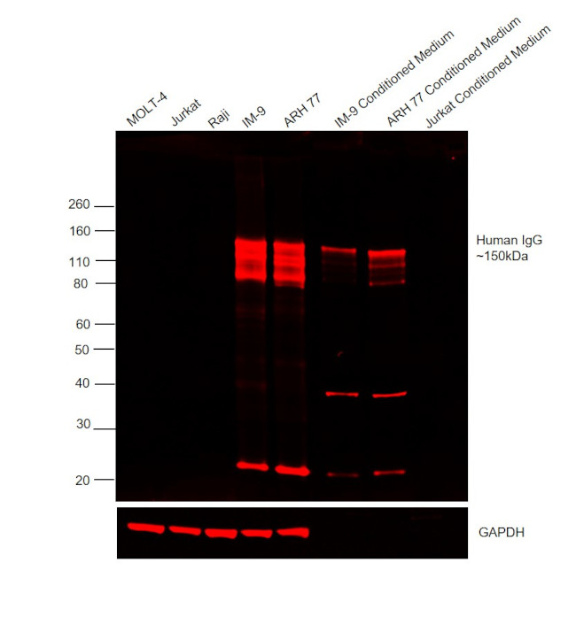 Human IgG (H+L) Cross-Adsorbed Secondary Antibody