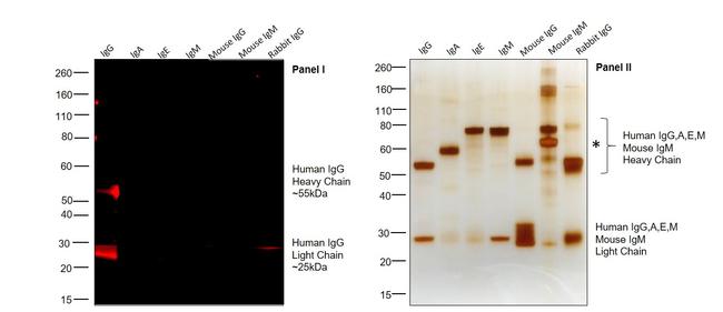 Human IgG (H+L) Cross-Adsorbed Secondary Antibody in Western Blot (WB)